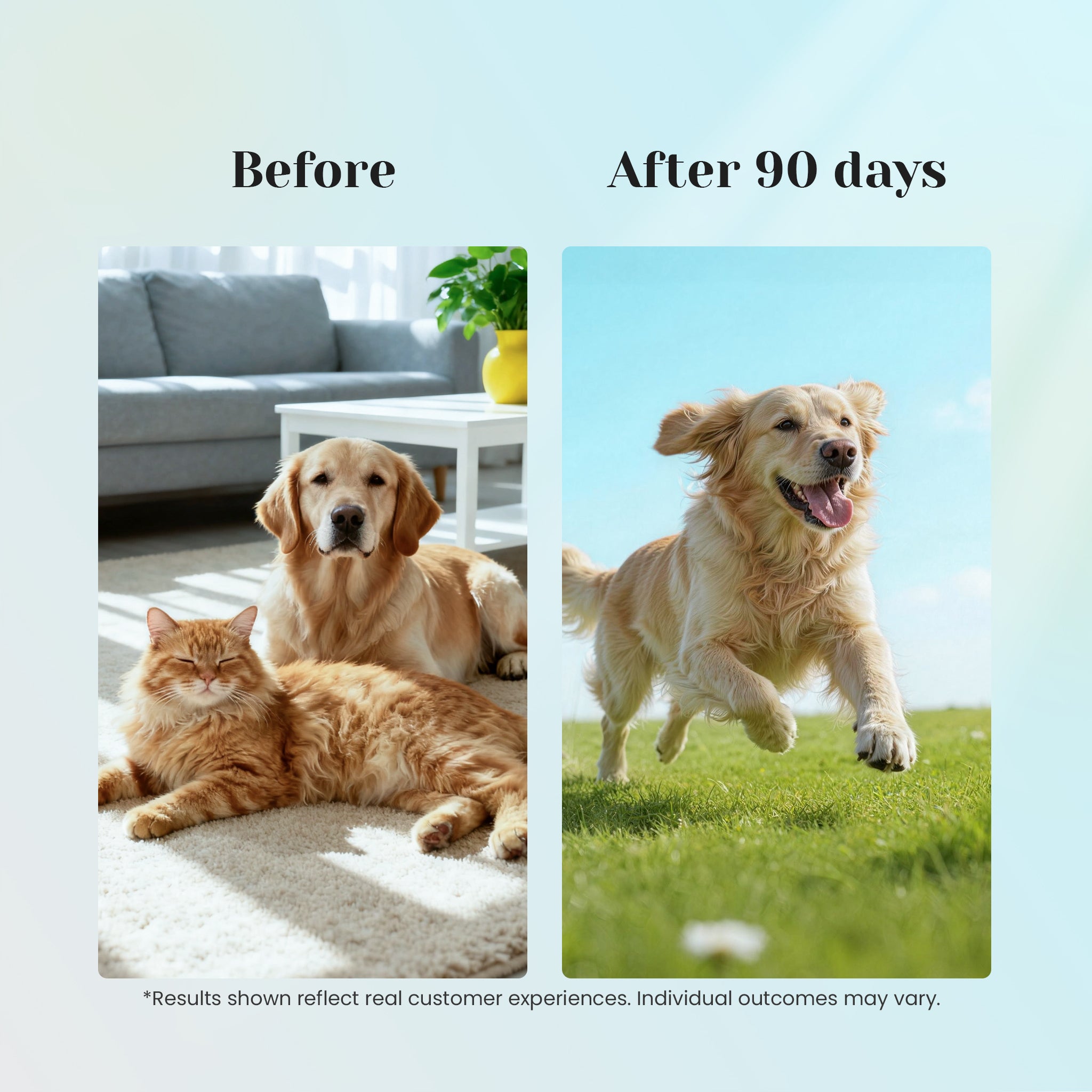 Before and after using collagen support drops for dogs and cats.