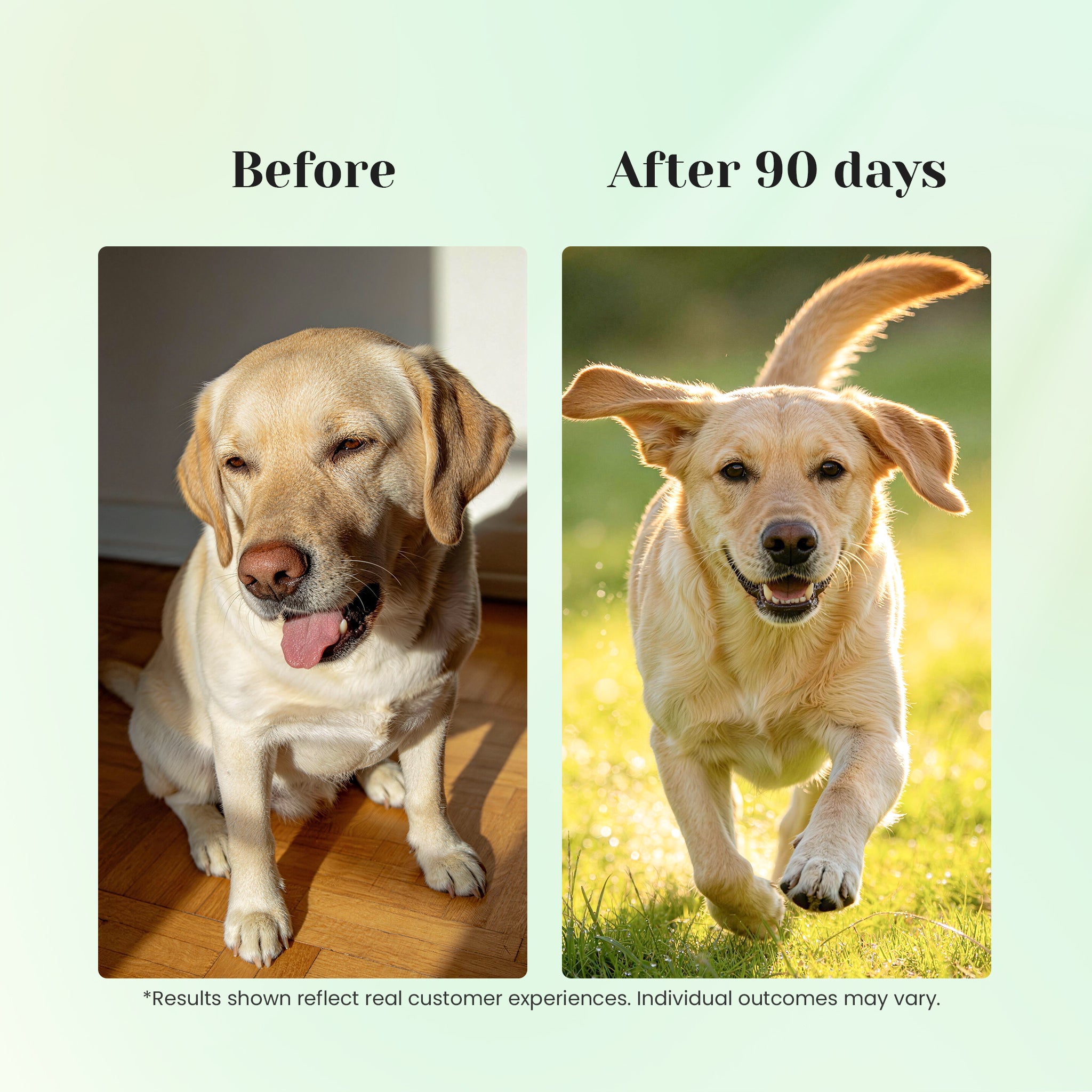 Before and after using kennel cough relief drops for pets