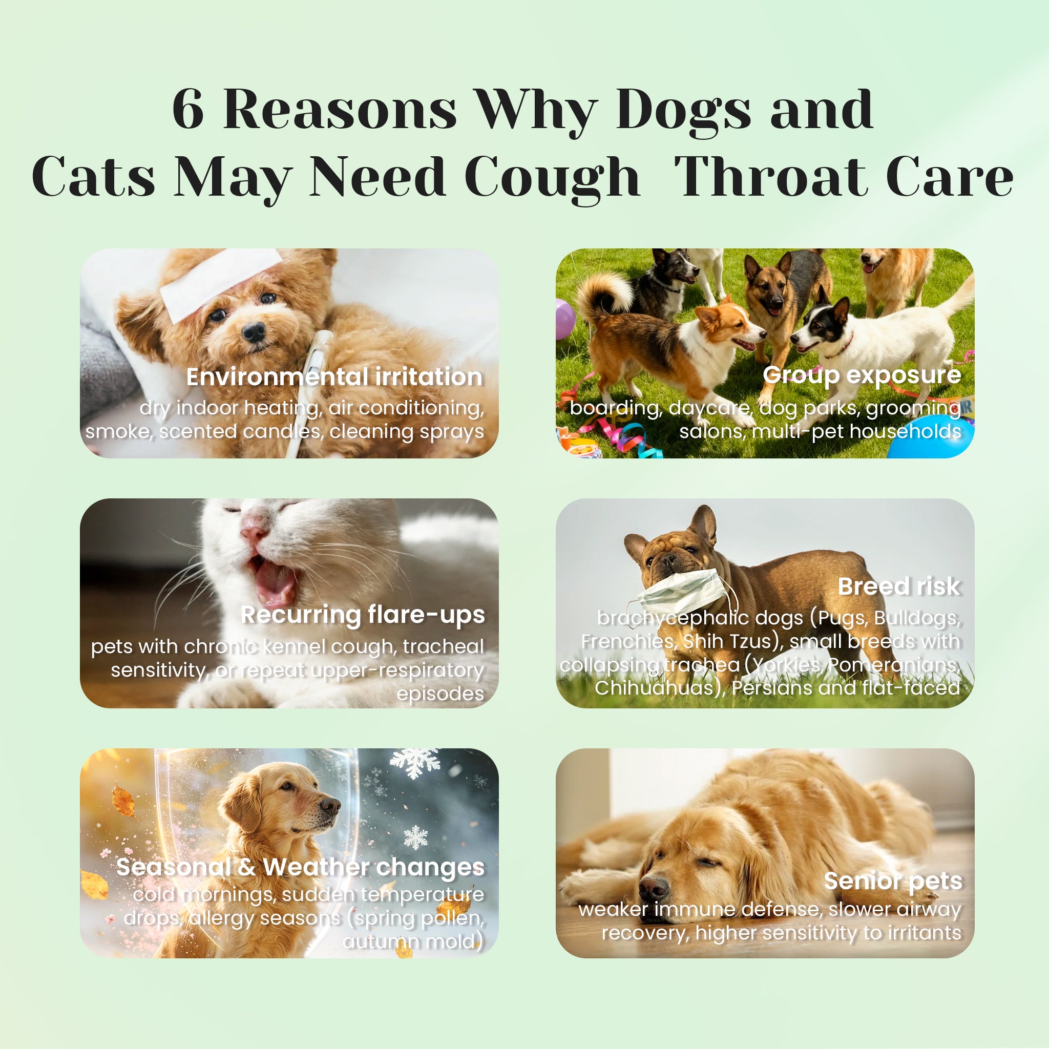 Kennel cough relief drops for coughing sneezing and throat irritation